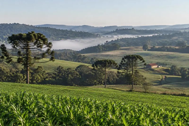 Paisagem rural com araucárias, neblina entre os morros e lavoura de milho em primeiro plano